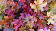 Ground Cover - Heuchera