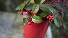 Gaultheria procumbens