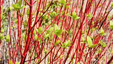 Cornus alba siberian dogwood