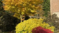 Acers Diss. Atropureum, Choisya Ternata and Acer Seiryu