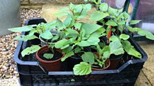 Salvia cuttings