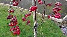 Crab apples