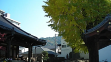 Maidenhair Tree (Ginkgo biloba)