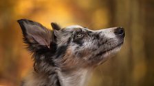 Dog and autumn leaves