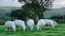 Food and Farming in Wales