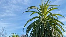 Dundrum Echium