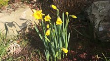 Daffodils in Downpatrick