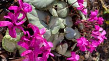 Cyclamen coum