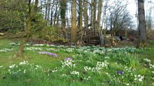 Ballymena snowdrops