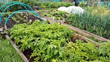 Eden allotments