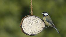 Great tit