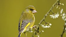 Greenfinch