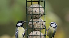 Great tit and Blue tit