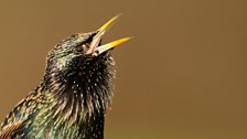 Starling