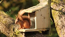 Red squirrel at Crom