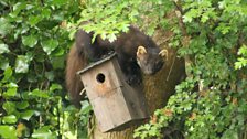 Red squirrel at Crom Estate