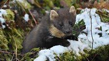 Pine Marten at Crom Estate