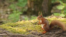 Red squirrel at Crom Estate credit Matthew Scott