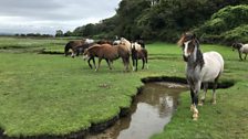 Salt Marsh Horses