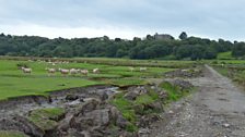 Salt Marsh Sheep