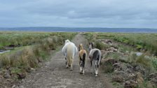 Horses on the causeway