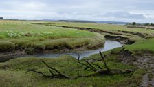 Salt Marsh