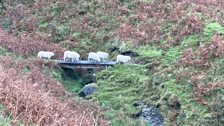 Sheep crossing the stream