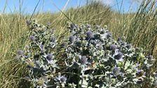 Sea Holly, Baglan Burrows