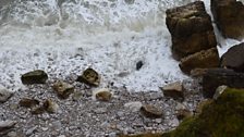 A Great Orme seal