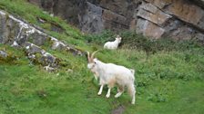 Great Orme goats