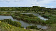 Rhoose Nature Reserve