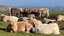 Cows at St Ann's Head