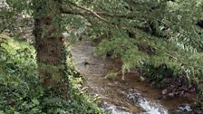 Dippers like to sit in the middle of the stream and bob up and down.....