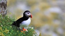 A puffin from Raithlin Island