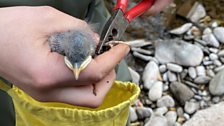 Bird Ringing