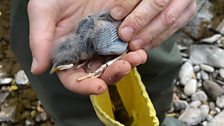 The Dipper Chick