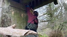 Reaching up to the nest to collect the baby birds from the nest