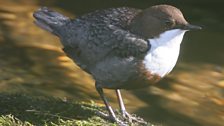 The Dipper is the UK's only aquatic songbird....