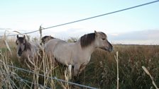 The Portmore lawnmowers