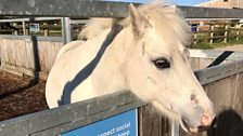 Bransby Horses