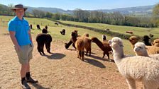 There are a 106 alpaca on the farm