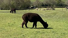 A pregnant female grazes......