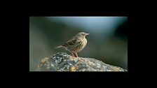 Rock Pipit