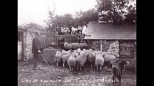 Sheep Dipping Loughan 1921