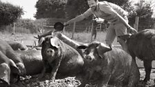 Cameron and his large Black pigs