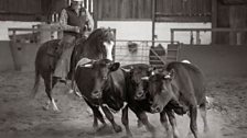 Rounding up Gloucester cattle