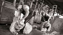 Expert shearers Matt Woollaston and George Grossey