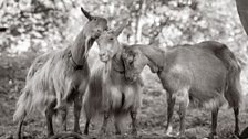 Golden Guernsey goats