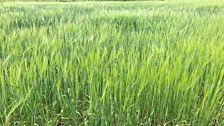 A field of locally grown barley