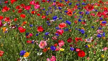 Bangor Castle Walled Garden